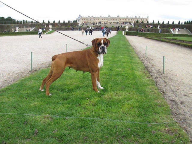 Promenade à Versailles